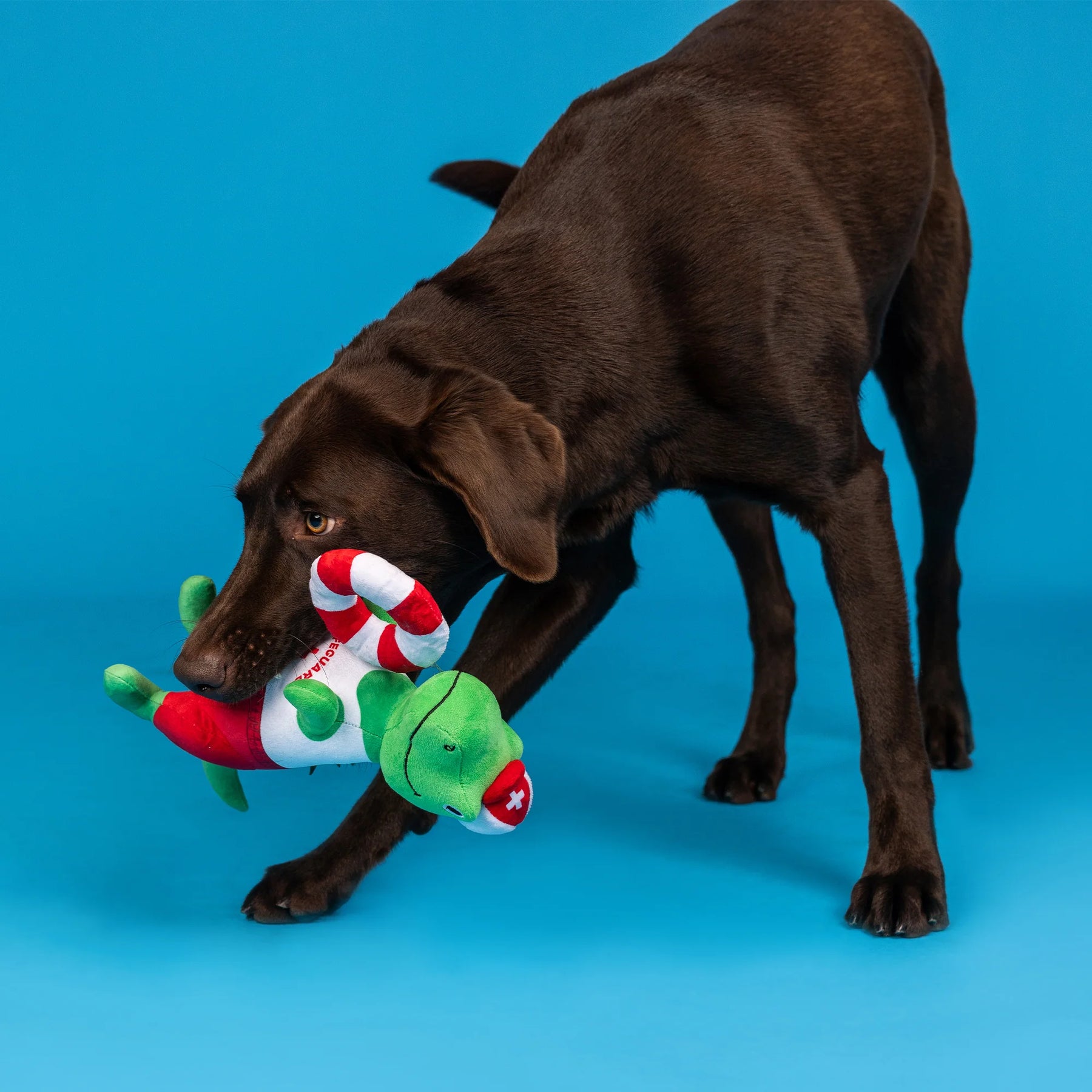 Petshop by Fringe Studio - Dog Toy ToThe Rex Cue