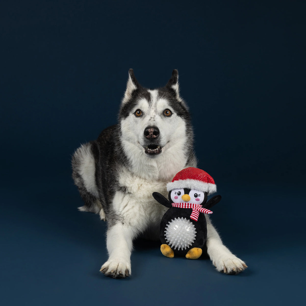 Petshop by Fringe Studio - Dog Toy Play It Cool