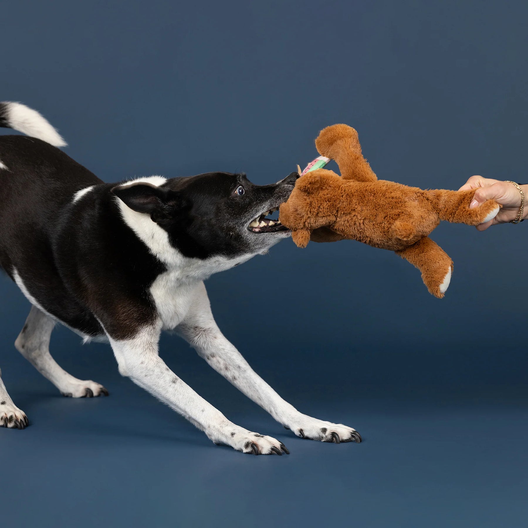 Petshop by Fringe Studio - Dog Toy The Bear Necessities