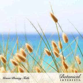 Botanical Interests, Inc. - Grass Bunny Tails Seeds - Southern Agriculture 