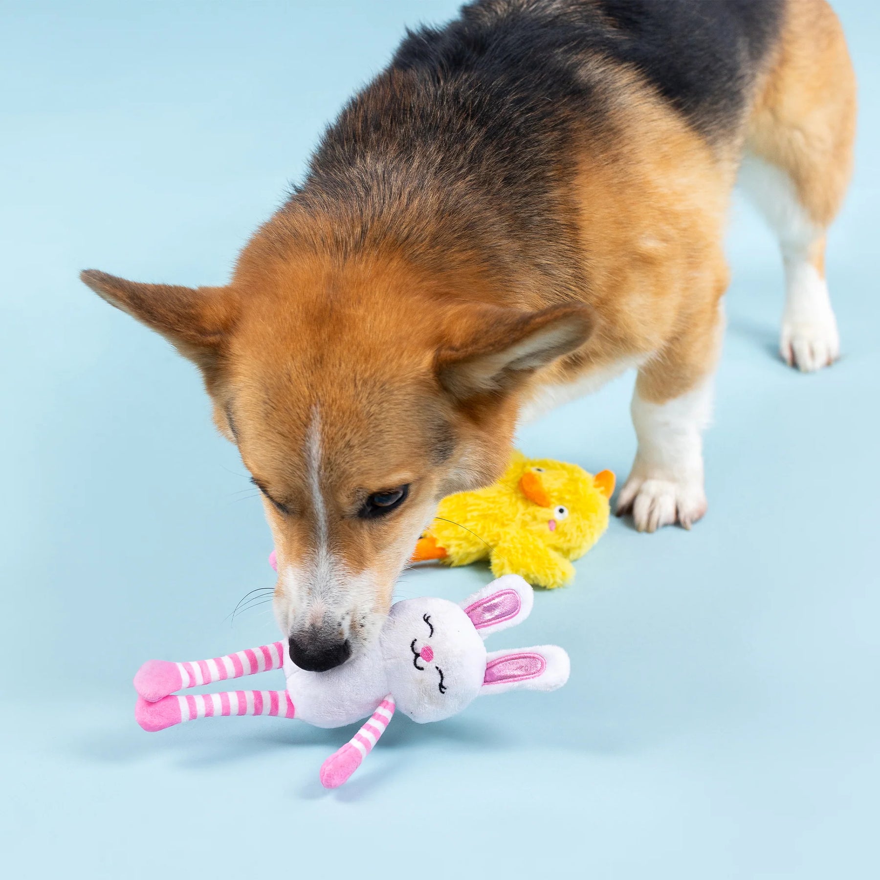 Petshop by Fringe Studio - Dog Toy Hoppy Go Clucky (2 Piece Toy)