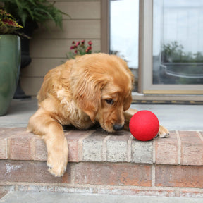 Petmate - Wool-ee Ball Dog Toy