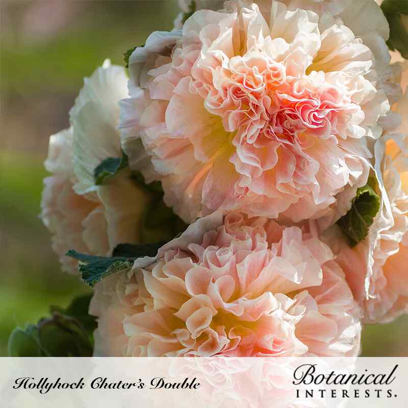 Botanical Interests, Inc. - Chater's Double Hollyhock Seeds - Southern Agriculture 