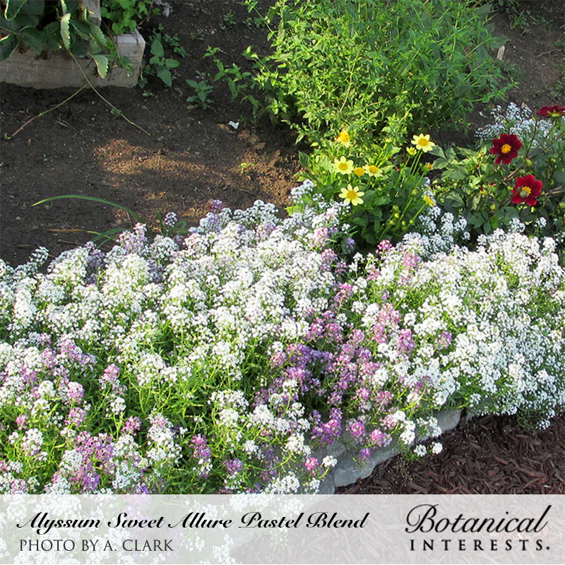 Botanical Interests, Inc. - Allure Pastel Blend Sweet Alyssum Seeds
