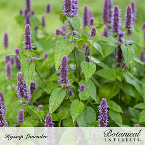 Botanical Interests, Inc. - Hyssop Anise Seeds - Southern Agriculture 