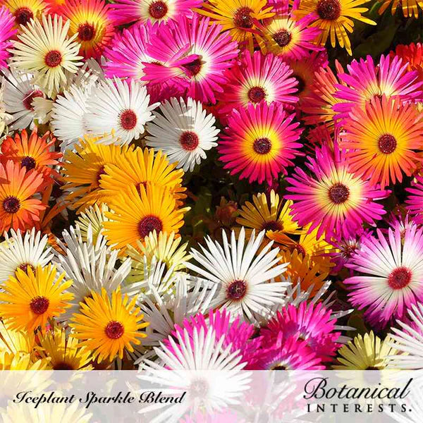 Botanical Interests, Inc. - Ice plant/Livingstone Daisy Sparkle - Southern Agriculture 