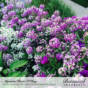 Botanical Interests, Inc. - Alyssum Sweet Rosie O'Day Seeds