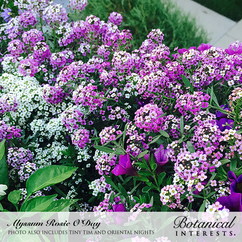 Botanical Interests, Inc. - Alyssum Sweet Rosie O'Day Seeds