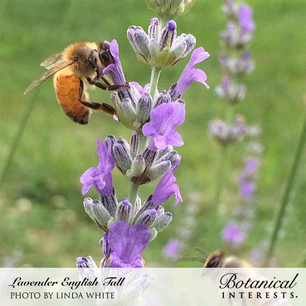 Botanical Interests, Inc. - Lavender English Tall/Vera Seeds - Southern Agriculture 