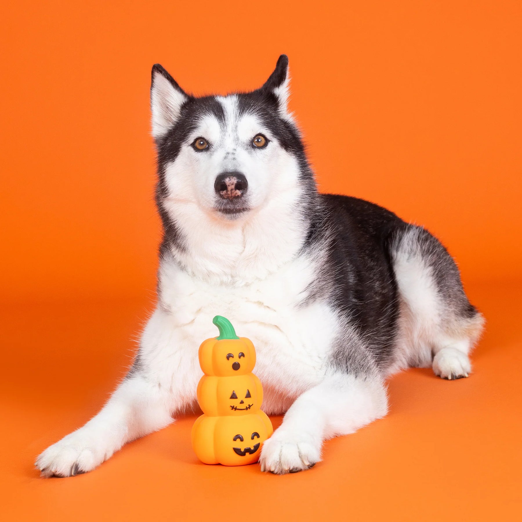 Petshop by Fringe Studio - Dog Toy GO BIG OR GOURD HOME