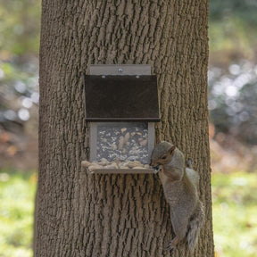 More Birds - Squirrel Lunch Box