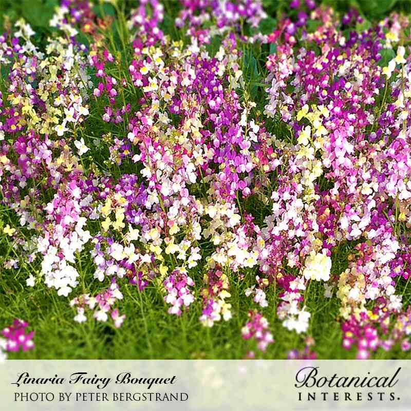 Botanical Interests, Inc. - Linaria Fairy Bouquet Seeds - Southern Agriculture 