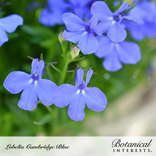 Botanical Interests, Inc. - Lobelia Cambridge Blue Seeds - Southern Agriculture 