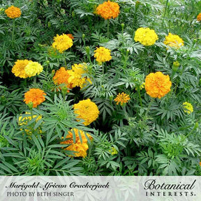 Botanical Interests, Inc. - Marigold African Crackerjack Seeds - Southern Agriculture 