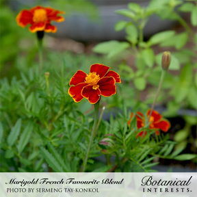 Botanical Interests, Inc. - Marigold French Favorite Blend Seeds - Southern Agriculture 