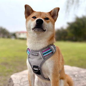 Blueberry Pet - Violet and Celeste | No Pull 3M Reflective Dog Harness Vest with Handle