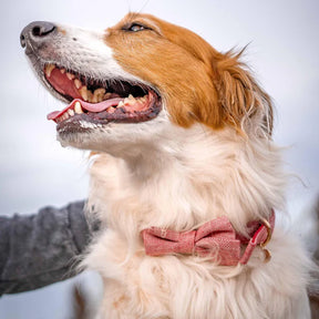 Blueberry Pet - Red | Textured Tweed Dog Collar