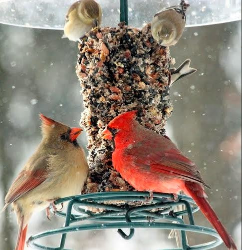 Mr. Bird - Cylinder Bugs, Nuts, & Fruit