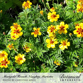 Botanical Interests, Inc. - Marigold French Naughty Marietta Seeds - Southern Agriculture 