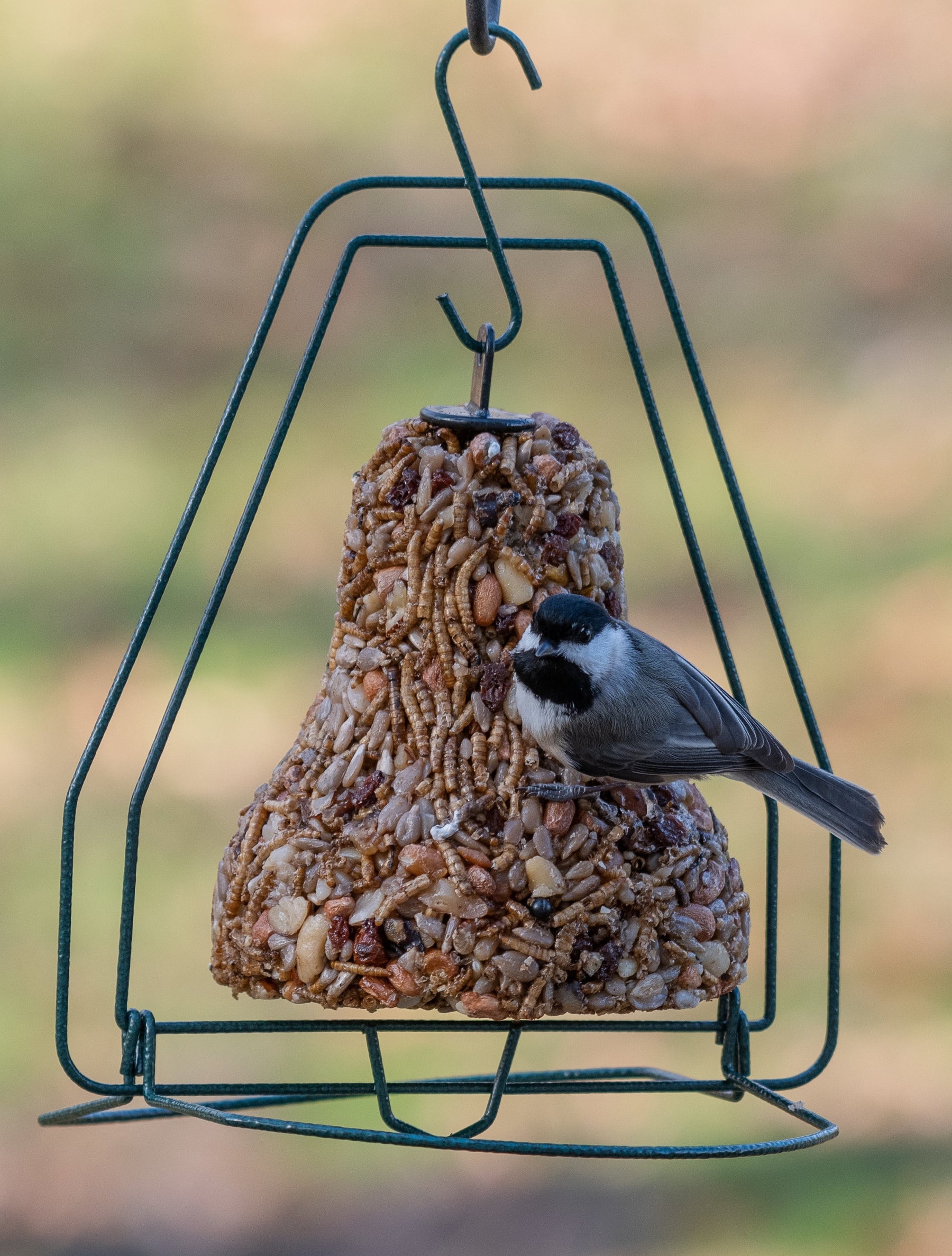 Mr. Bird - Seed Bell Hanger - Southern Agriculture 