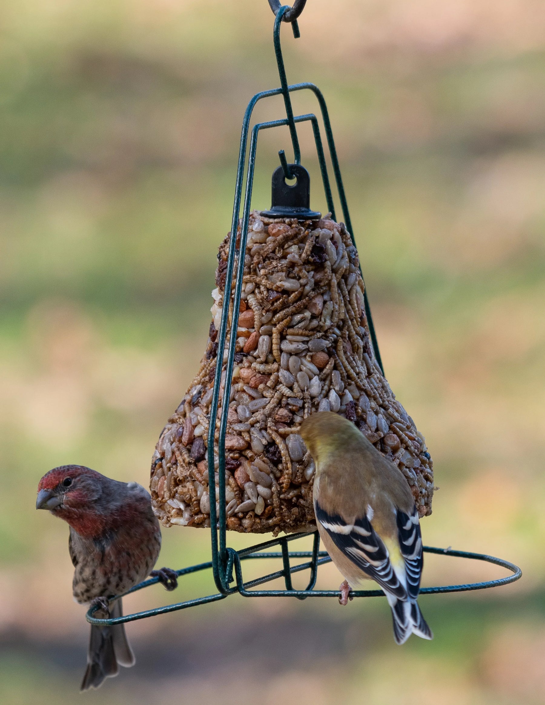 Mr. Bird - Seed Bell Hanger - Southern Agriculture 