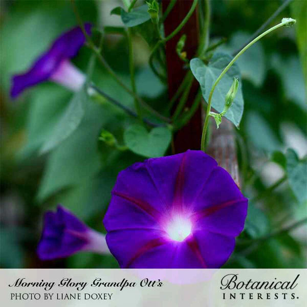 Botanical Interests, Inc. - Morning Glory Grandpa Otis Seeds - Southern Agriculture 