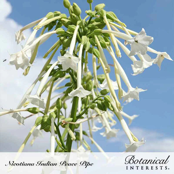 Botanical Interests, Inc. - Nicotiana Indian Peace Pipe Seeds - Southern Agriculture 