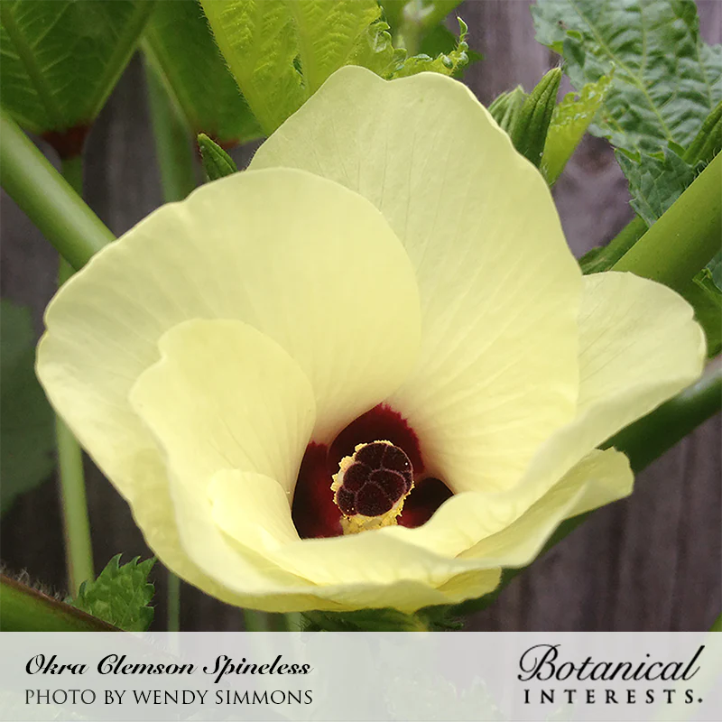 Botanical Interests, Inc. - Okra Clemson Spineless 80 Seeds