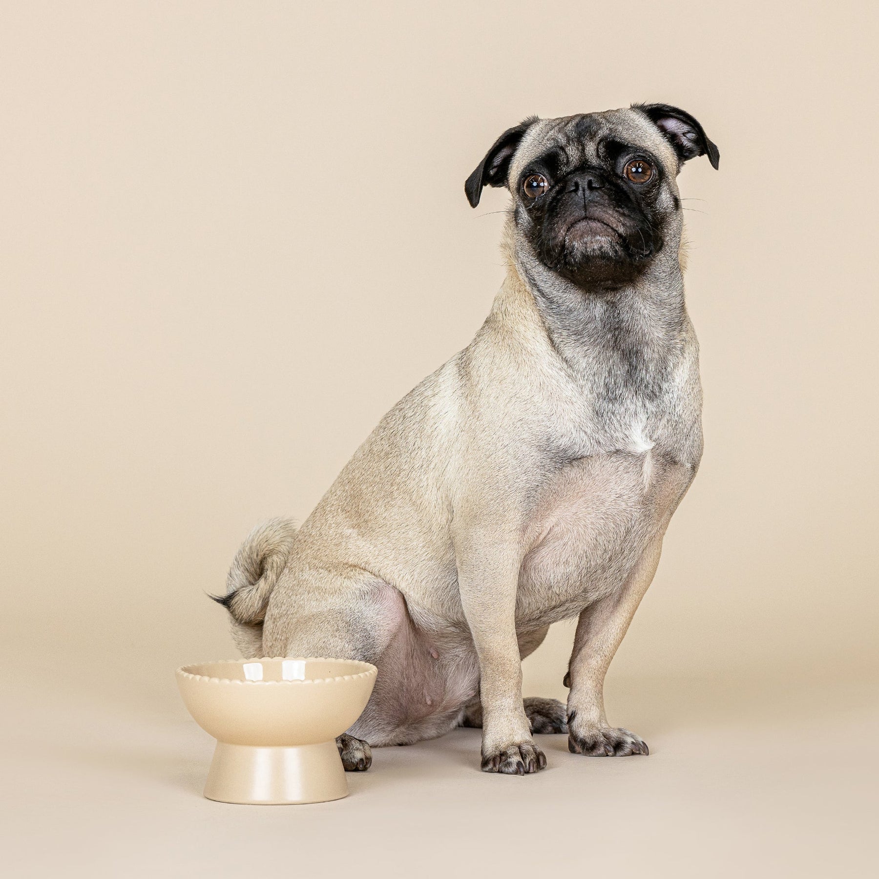 Petshop by Fringe Studio - Feeder Raised Sand