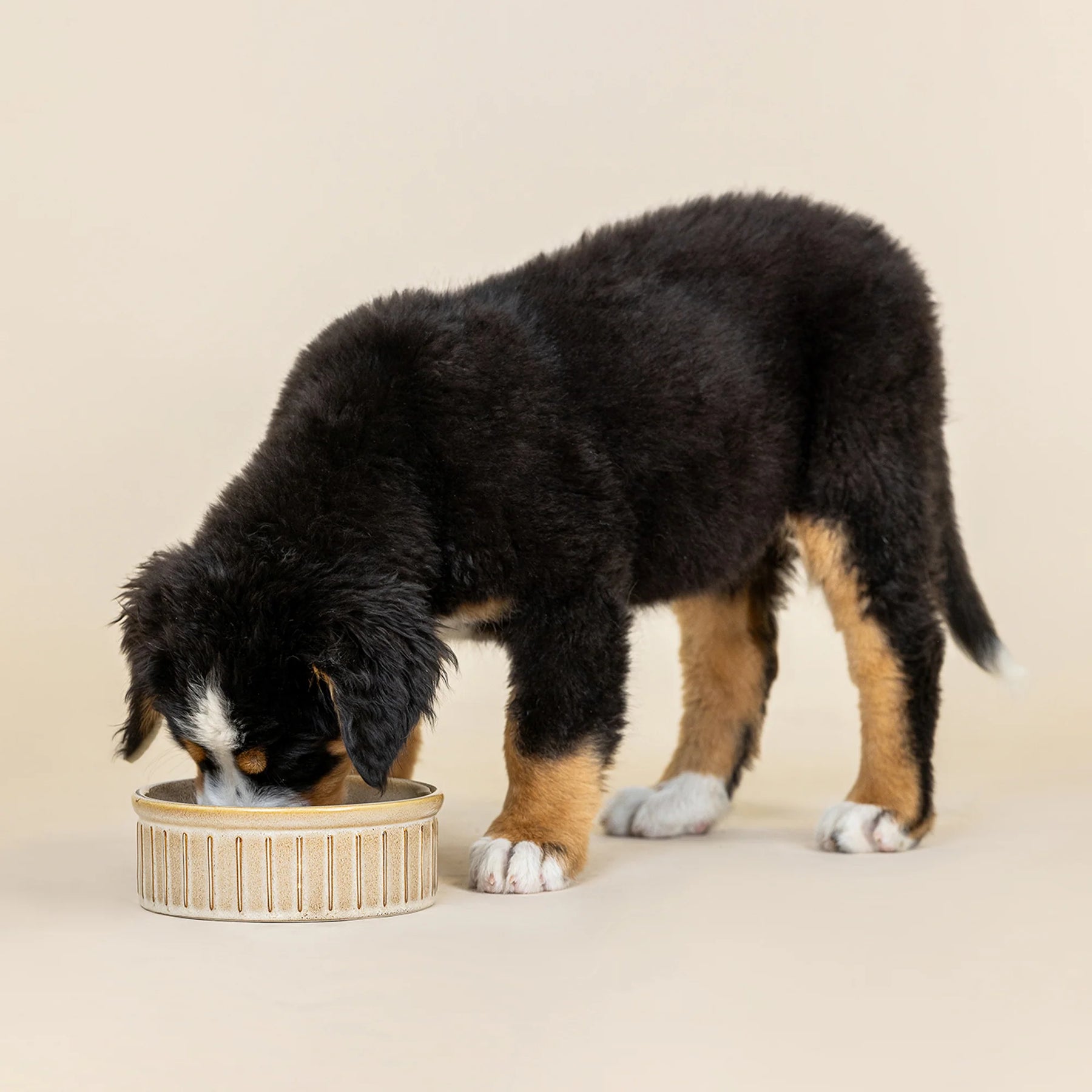 Petshop by Fringe Studio - Pet Bowl Vert Stripe Buff Stoneware