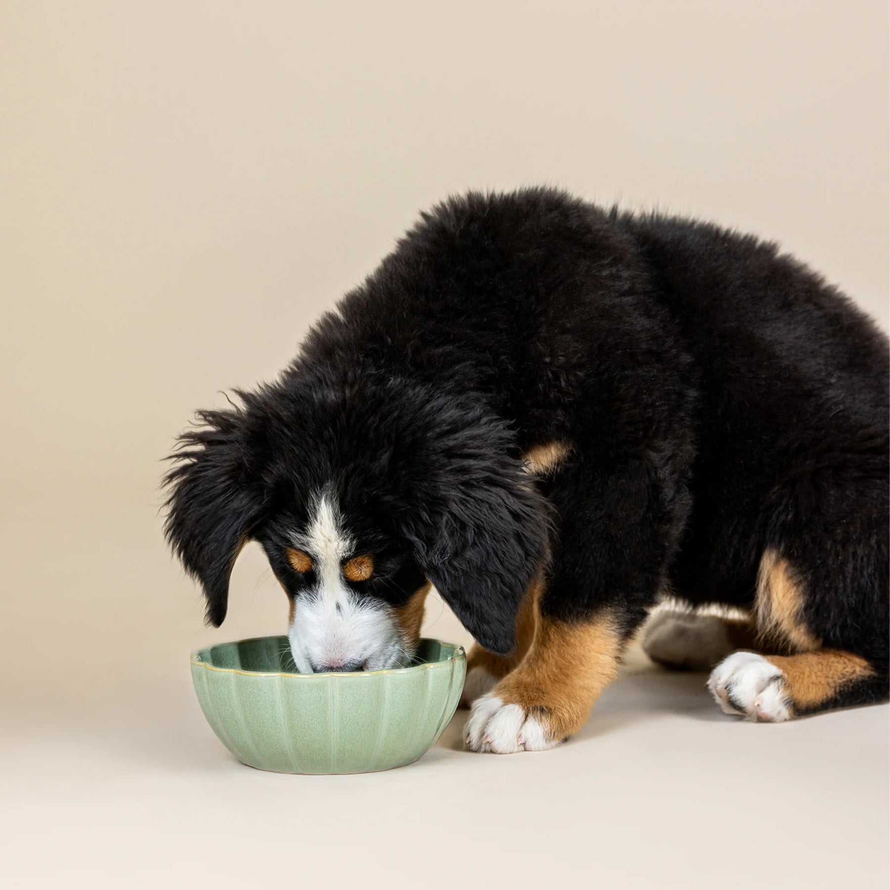 Petshop by Fringe Studio - Pet Bowl Sage Green