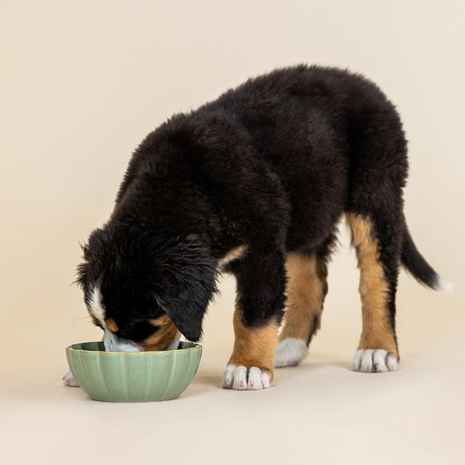 Petshop by Fringe Studio - Pet Bowl Sage Green