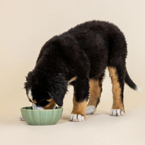 Petshop by Fringe Studio - Pet Bowl Sage Green