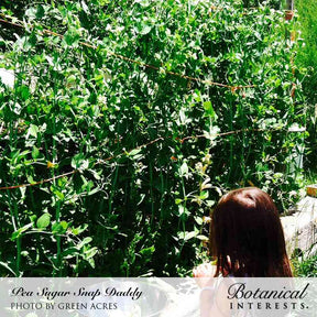 Botanical Interests, Inc. - Pea Snap Sugar Daddy Seeds