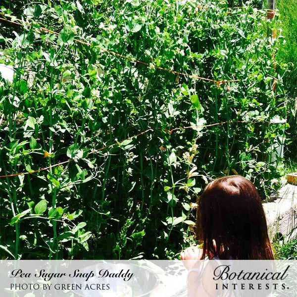 Botanical Interests, Inc. - Pea Snap Sugar Daddy Seeds