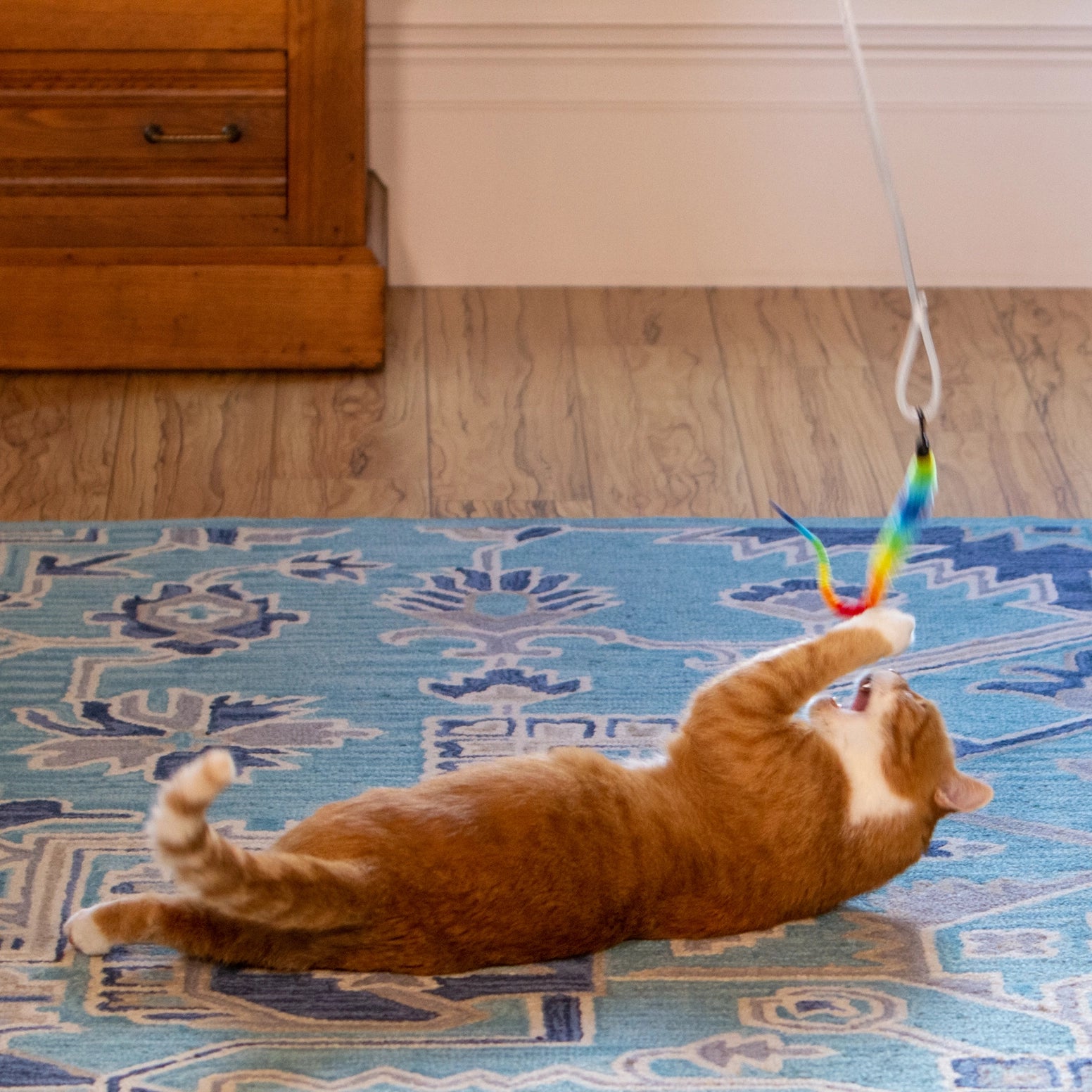 Squishy Face Studio - Cat Excercise Toy