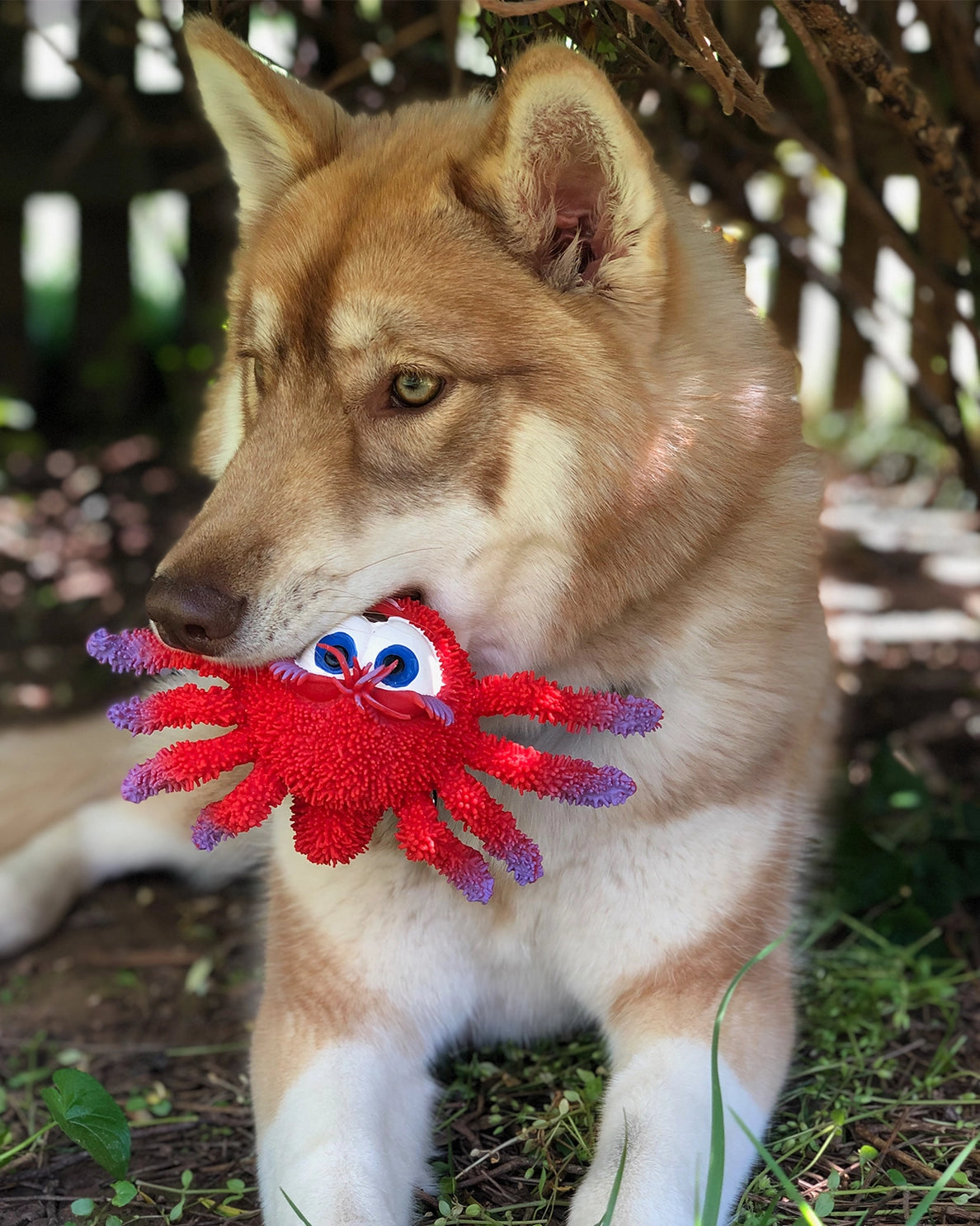 Lanco - Toys - Dog Toy Sensory Squeaky Spider