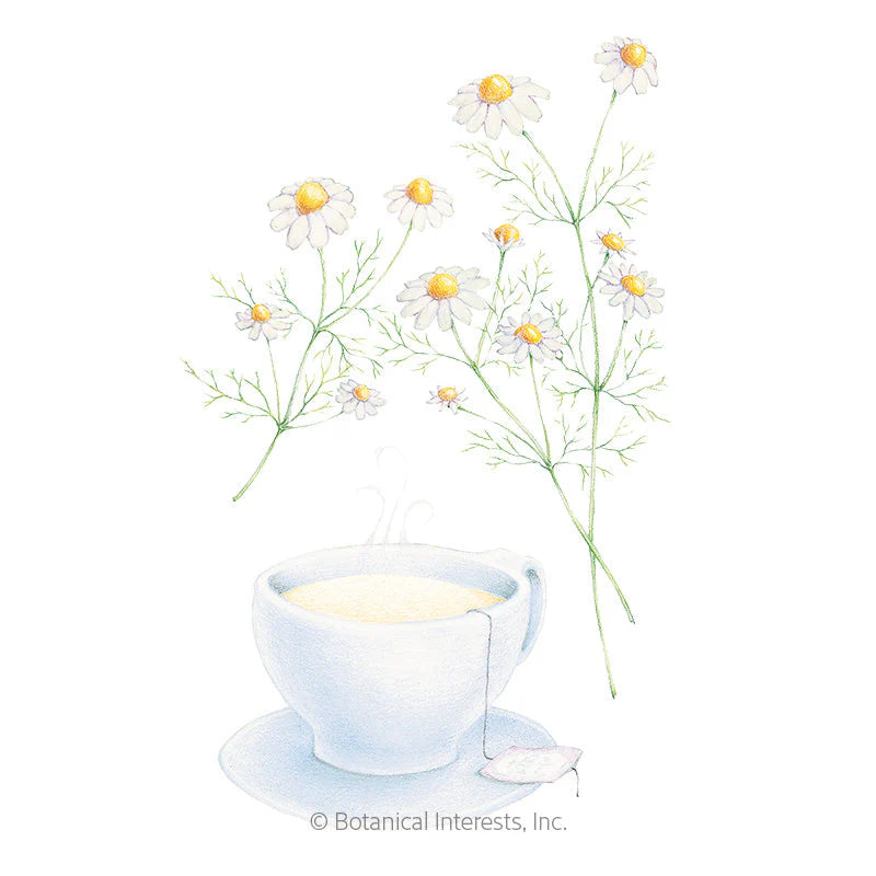 Botanical Interests, Inc. - Chamomile German Seeds - Southern Agriculture 