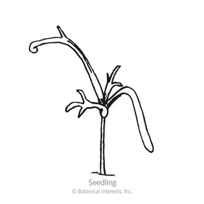 Botanical Interests, Inc. - Chamomile German Seeds - Southern Agriculture 