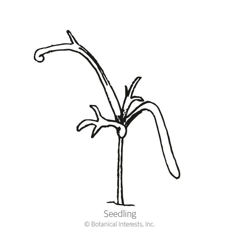 Botanical Interests, Inc. - Chamomile German Seeds - Southern Agriculture 