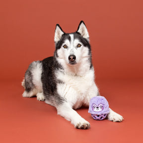 Petshop by Fringe Studio - Dog Toy Plush Not Fast And Furious