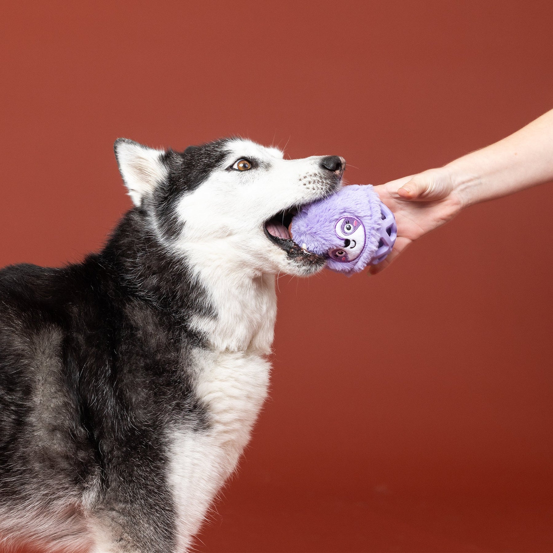 Petshop by Fringe Studio - Dog Toy Plush Not Fast And Furious