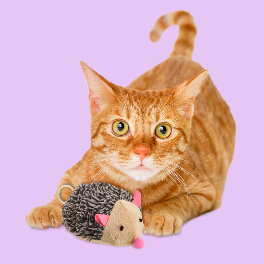 Ethical Pet Products - Ethical Spot - Jittery Pets Hedgehog