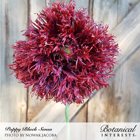 Botanical Interests, Inc. - Poppy Black Swan Seeds - Southern Agriculture 