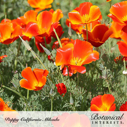 Botanical Interests, Inc. - Mikado California Poppy Seeds