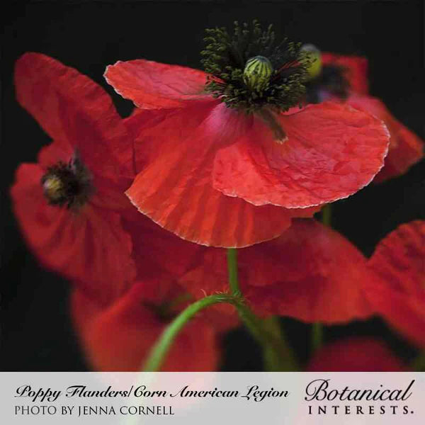 Poppy Corn America Legion Seeds - Southern Agriculture 