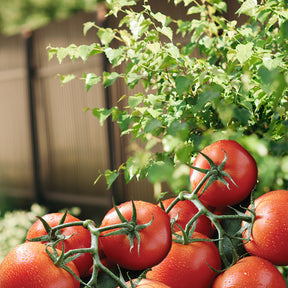 Bonide - Captain Jack's Tomato & Vegetable