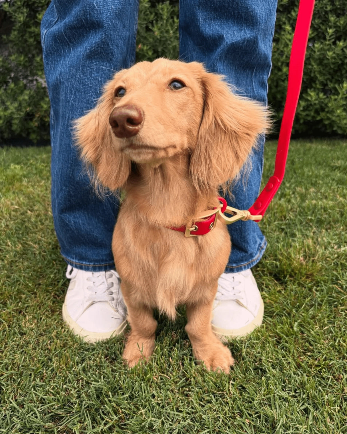Furry Muse - Leash Wander Multiway
