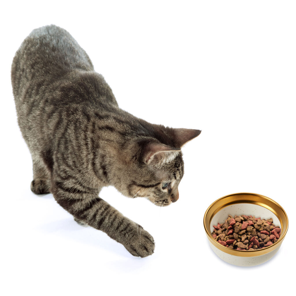 Ethical Pet Products - Malibu Cat Dish Ceramic