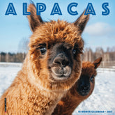 Willow Creek Press - 2027 Alpacas Calendar